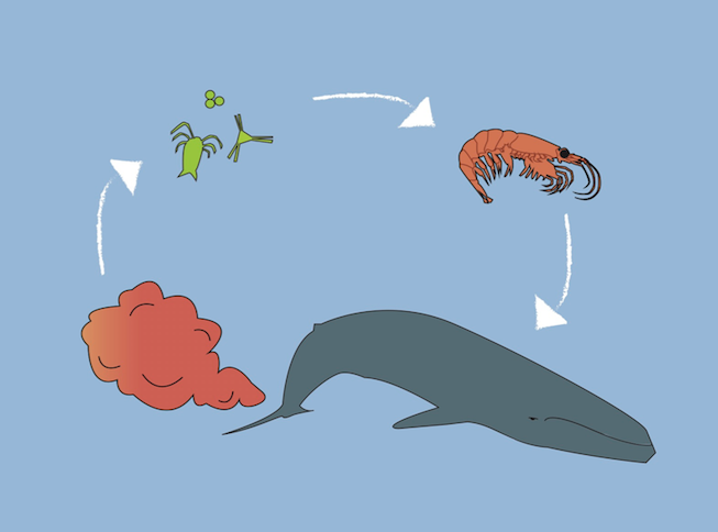 The fecal cycle: Whales poop which feeds the microorganisms, which are eaten by krill, which are eaten by whales, and the cycle repeats itse The fecal cycle: Whales poop which feeds the microorganisms, which are eaten by krill, which are eaten by whales, and the cycle repeats itself. Art by: Meghan Callon