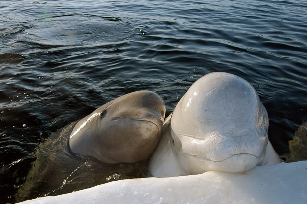Social structures are incredibly important within cetacean pods (Credit: Andrey Nekasov)