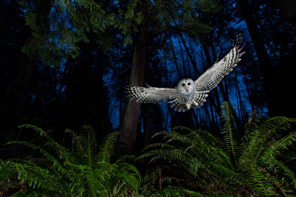 A great grey owl swoops into a dimly lit forest scene in “The Flight Path”, one of Connor Stefanison’s winning photographs from Wildlife Photographer of the Year 2013.