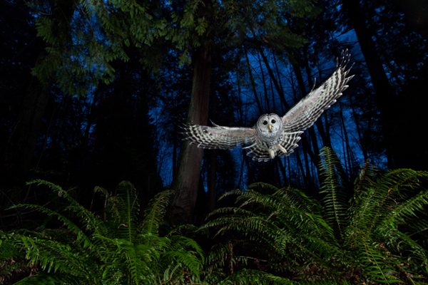 “The Flight Path”, one of Connor Stefanison’s winning photographs from Wildlife Photographer of the Year 2013. A great grey owl swoops into a dimly lit forest scene in “The Flight Path”, one of Connor Stefanison’s winning photographs from Wildlife Photographer of the Year 2013.