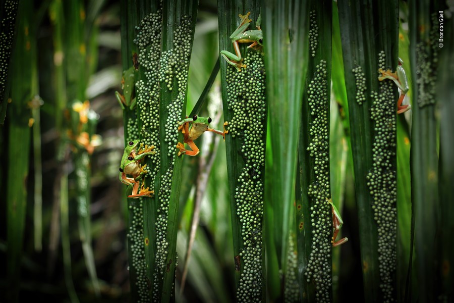 Treefrog pool party, © Brandon Güell, 