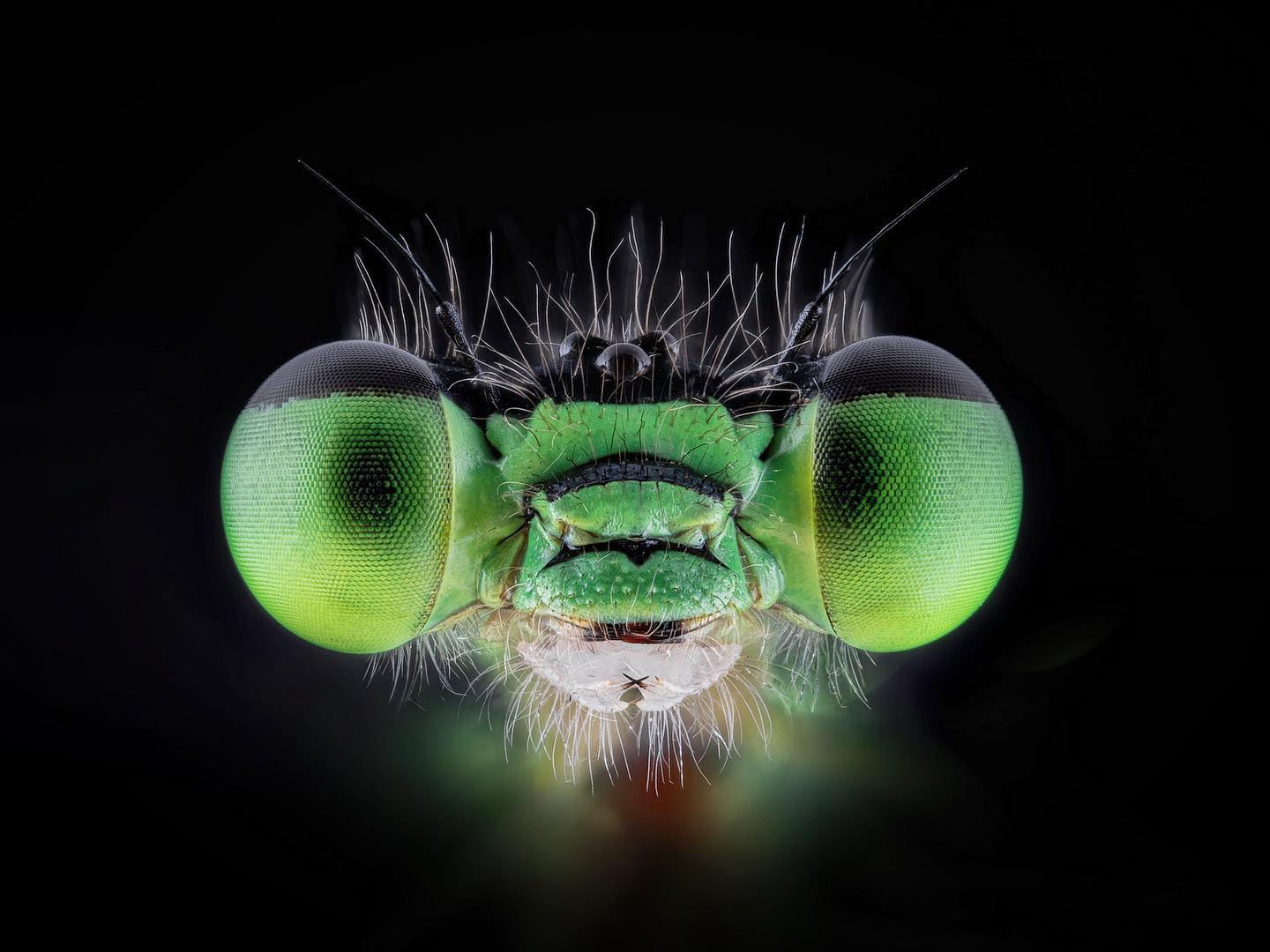Early morning while damselfly still "sleeping" © Leigh Ayres Early morning while damselfly still "sleeping" © Leigh Ayres