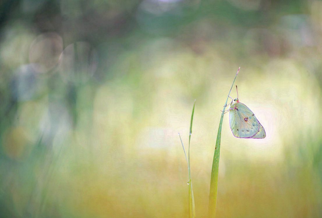 Clouded Sulfur © Leigh Ayres