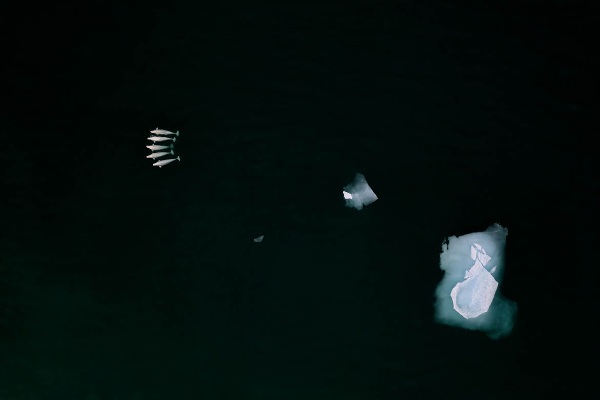 Belugas among sea ice, © Mark Williams