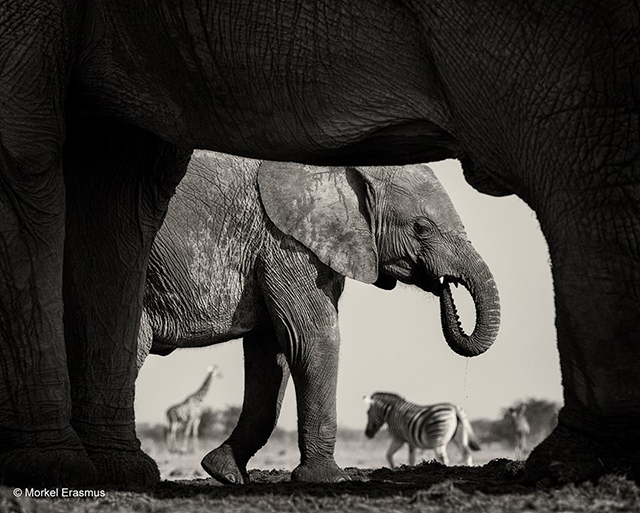 "Natural Frame" by Morkel Erasmus. A black and white photo of an elephant at a watering hole, with view framed by the body of another elephant in the foreground