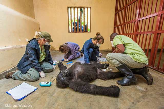 "Gorilla Care" by Marcus Westberg. Ndeze, a nine-year-old orphan mountain gorilla, looks on as her 12-year-old female companion, Maisha, is given her annual health check by gorilla doctor Eddy Kambale.