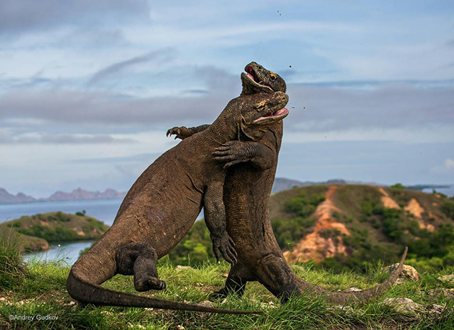 "Komodo Judo" by Andrey Gudkov. Two male komodo dragons grapple with one another atop a hill