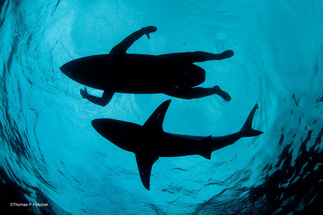 "The Shark Surfer" by Thomas P. Peschak. A photo of the shape of a surfer swimming on their board at the surface is shadowed by the silhouette of a shark below them.