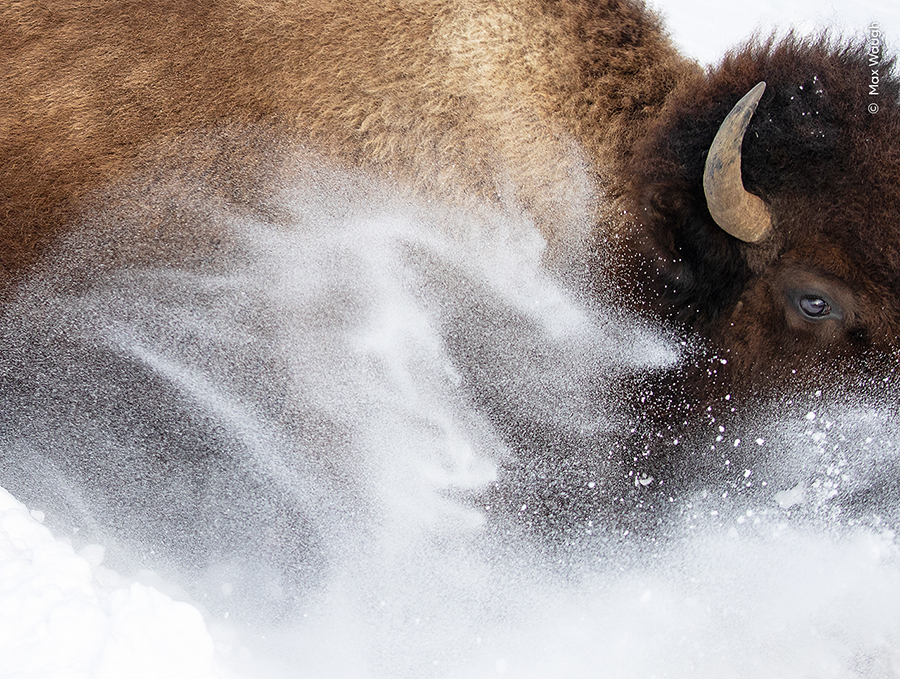 Snow bison, © Max Waugh, USA. Yellowstone National Park, Wyoming. This photo is Highly Commended in the Animal Portraits category. 