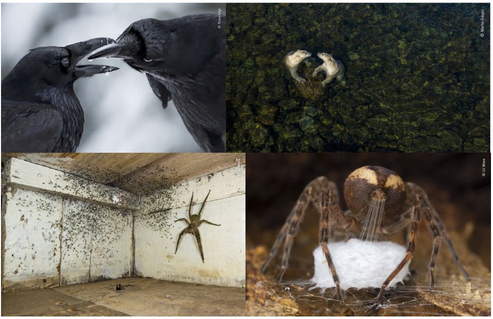 Category Winners: Winner, behaviour: birds - The intimate touch, by Shane Kalyn, Canada. © Shane Kalyn.  Winner, rising star portfolio award - Martin Gregus, Canada/Slovakia. © Martin Gregus.  Winner, urban wildlife - The spider room (left), and Winner, behaviour: invertebrates - Spinning the cradle (right), both by Gil Wizen, Israel/Canada. © Gil Wizen