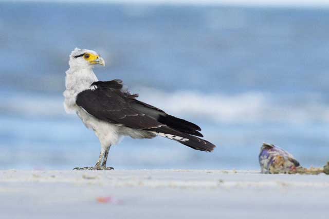 Yellow-headed caracara in Curupu, Brazil. Photo by Mark Peck