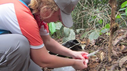 Simona, Lanjak Entimau National Park, Borneo