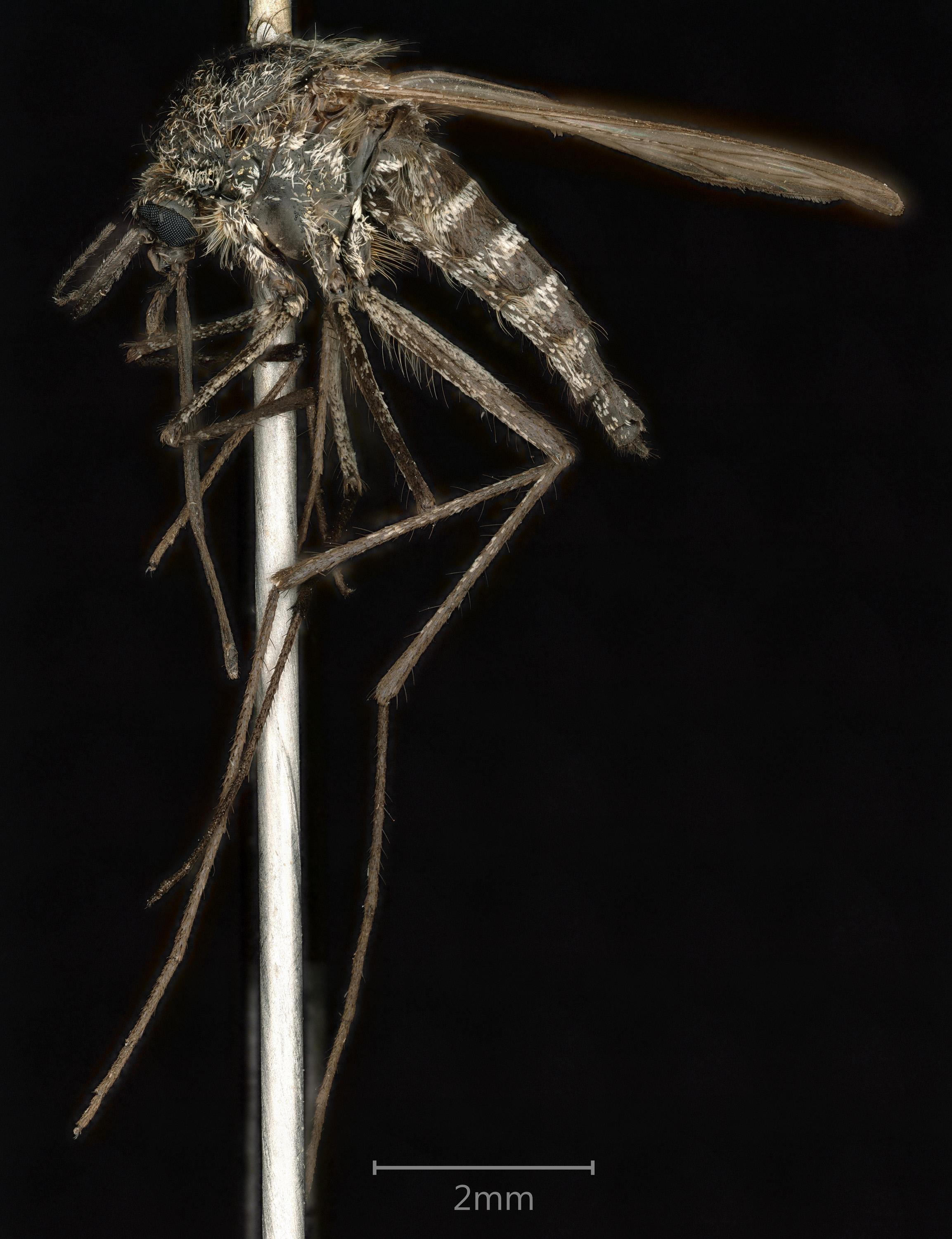 A pinned mosquito against a dark background. 