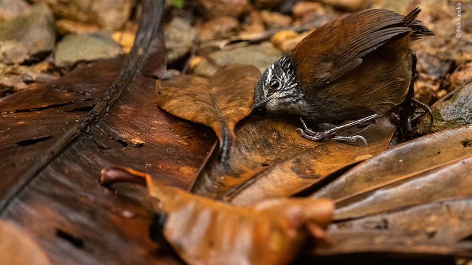 In The Listening Bird, Kanakis's award-winning photo, a grey-breasted wood wren listens for small insects.