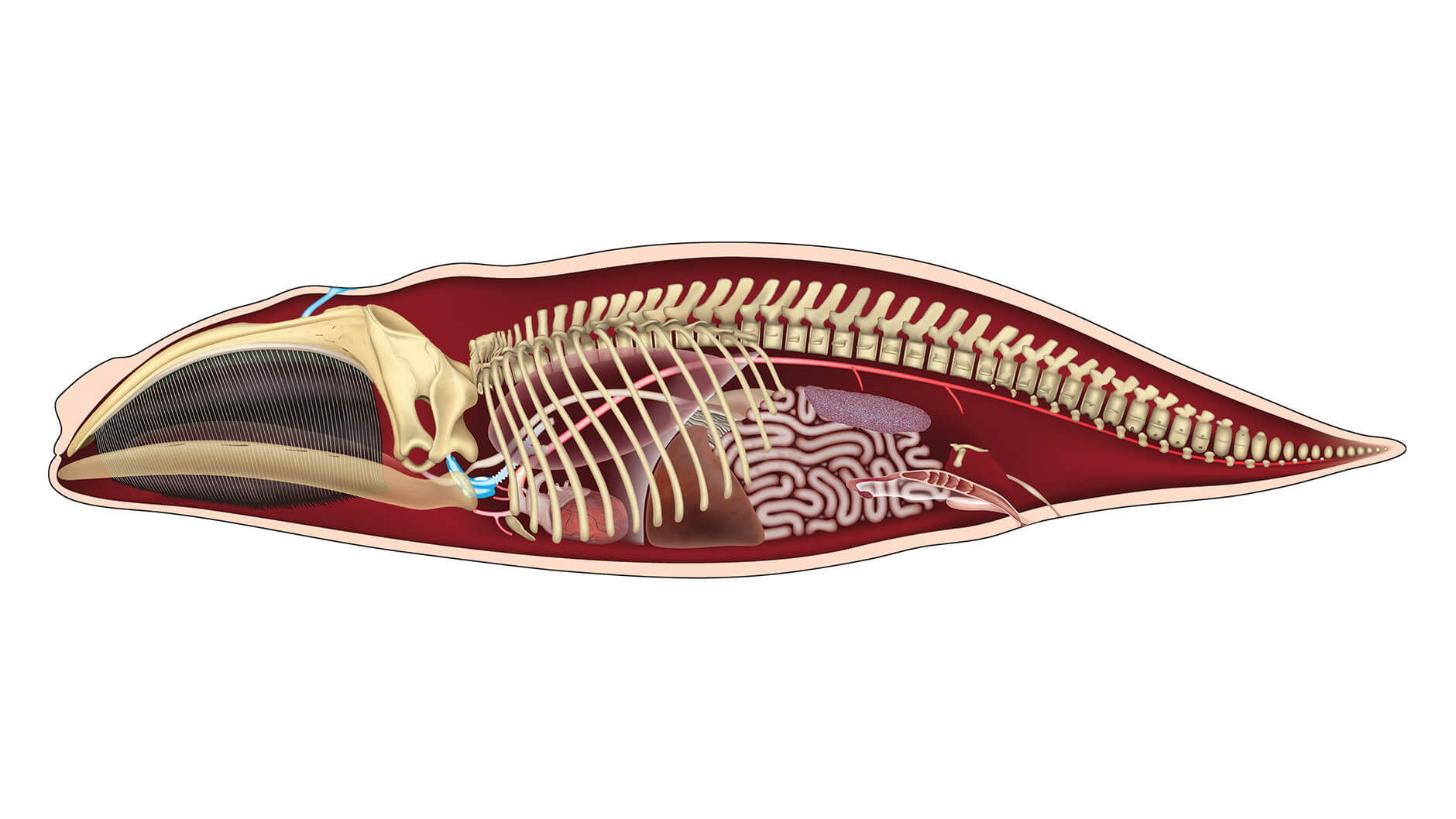 Whale Skeleton Diagram