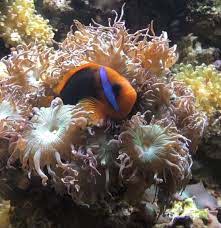 An orange and black fire clownfish nestles within the tentacles of a coral.