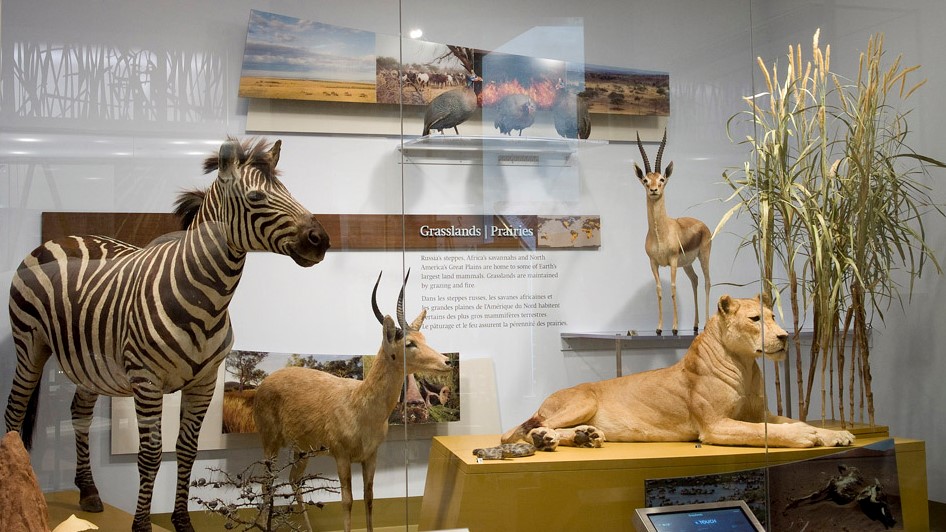 A display of animals from a savannah, including a zebra, gazelle, and maneless lion.