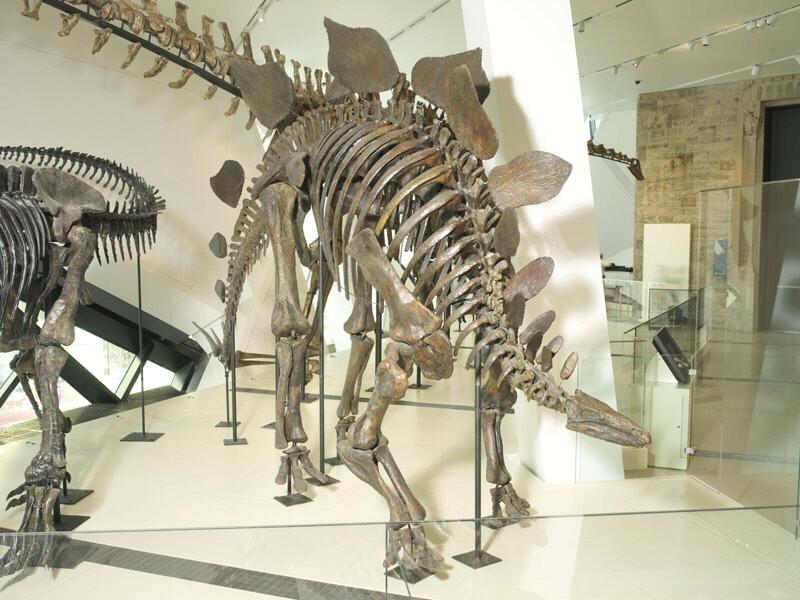 Stegosaurus on display in the James and Louise Temerty Galleries of the Age of Dinosaurs
Stegosaurus