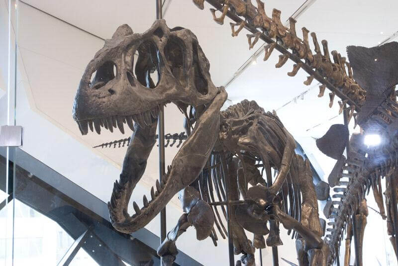 Theropod.
