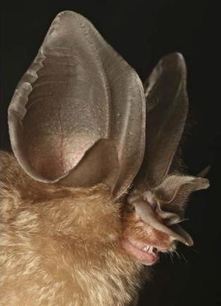 A bat with light brown fur and enormous ears.