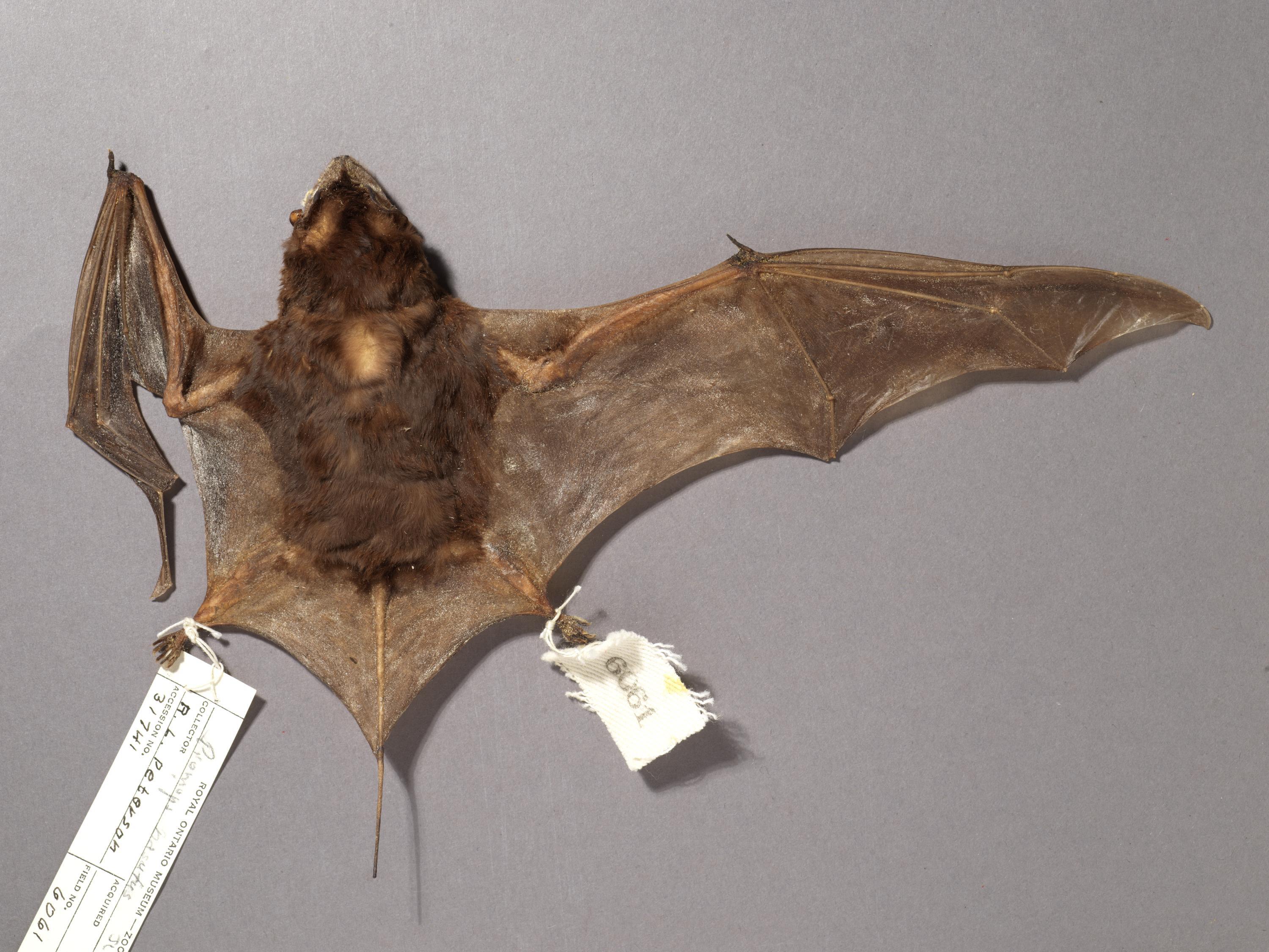A small brown bat with one wing outstretched showing the thumb and finger bones.