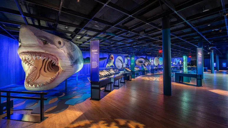 Megalodon model in Sharks exhibition