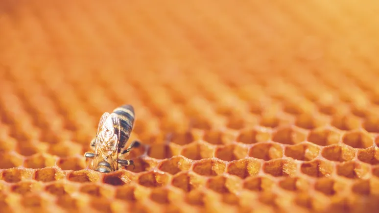 Gros plan d'une abeille unique sur un nid d'abeilles doré, avec des cellules de cire hexagonales remplissant le cadre et une lumière chaude et douce mettant en valeur la texture.