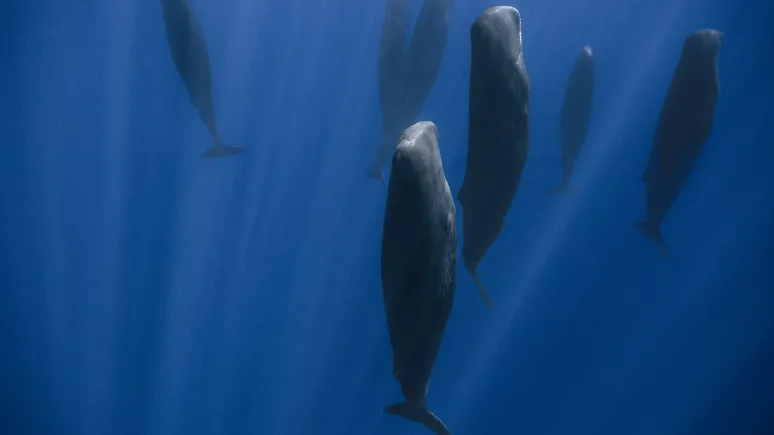 Sleeping Sperm Whales