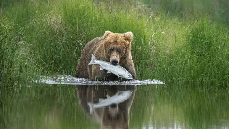 Wildlife Photographer of the Year 2020