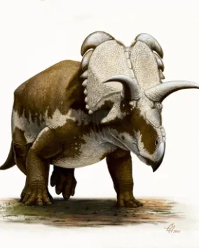 Medusaceratops. Image courtesy Andrey Atuchin.