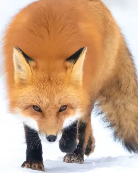 Fox Algonquin