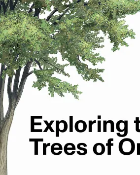 Exploring the Trees of Ontario