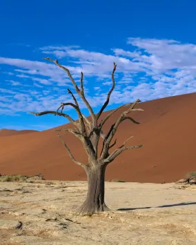 : Deadvlei Daniel Kraft Wikimedia Creative Commons Attribution-Share Alike 3.0 © Daniel Kraft, 2019.