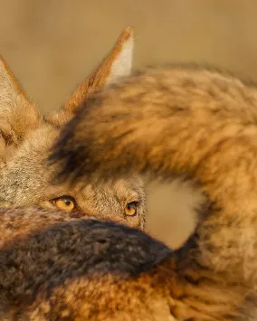 Close up, in morning light, of amber eyes of a male coyote framed within the black-tipped tail of a female.