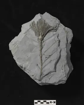 Arthroacantha carpenteri (crinoid) - ROMIP65982