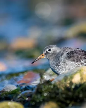 Purple Sandpiper.  Photo credit: Ankur Khurana