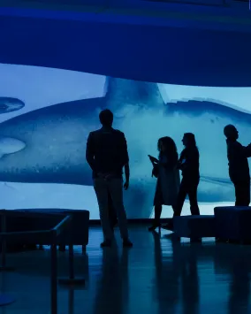 Patrons in a dimly lit room with sharks being displayed on a large screen in the background.