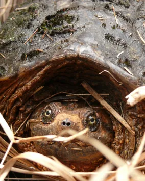 Snapping Turtle