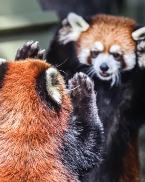 Toronto Zoo Red Pandas