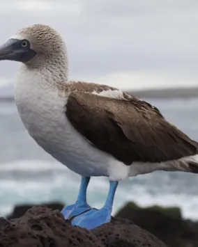 Bird with blue feet