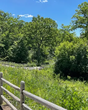 Moore Park Ravine, Photo Credit: Barry Russell