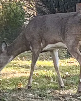 Deer in Park Lawn Cemetery