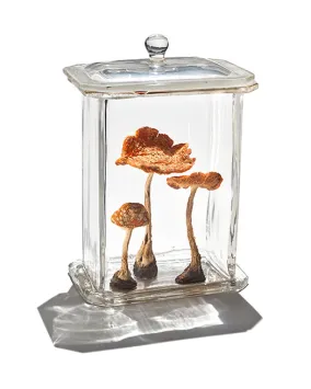 Two preserved orange mushrooms displayed upright inside a small rectangular glass case with a metal base and lid.