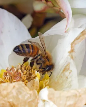 Primary Image Honey Bee © Antonia Guidotti