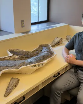 Tom Dudgeon sitting next to a long, irregularly shaped fossil on a white table near windows.