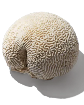 Brain Coral