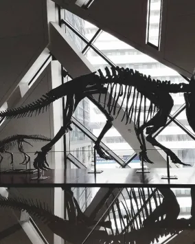 Triceratops skeleton reflected on a glossy museum floor.