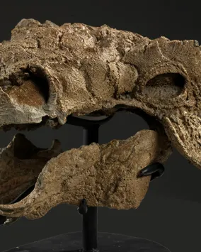 Photo of a dinosaur skull
