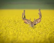 #ROMwpyON Grand Prize Winner: Hiding © Yaron Eini