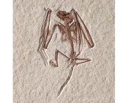 Fossilized bat skeleton 